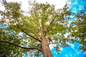 Lawn Renovation and Restoration in Lucedale, MS