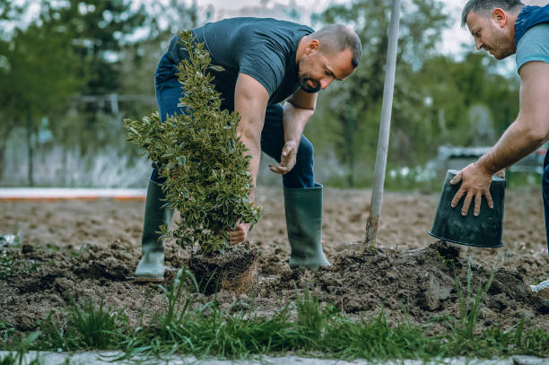 Best Stump Grinding and Removal  in Lucedale, MS